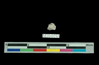 藏品(立方氧化鋯)的圖片